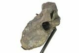 5.1" Fossil Nodosaur Vertebra on Metal Stand - Montana - #132012-4